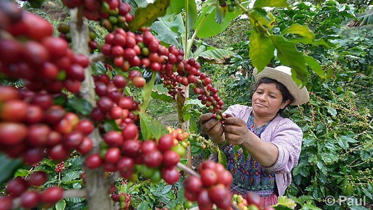 El Salvador promueve su café de especialidad en Japón - Comercio & Negocios