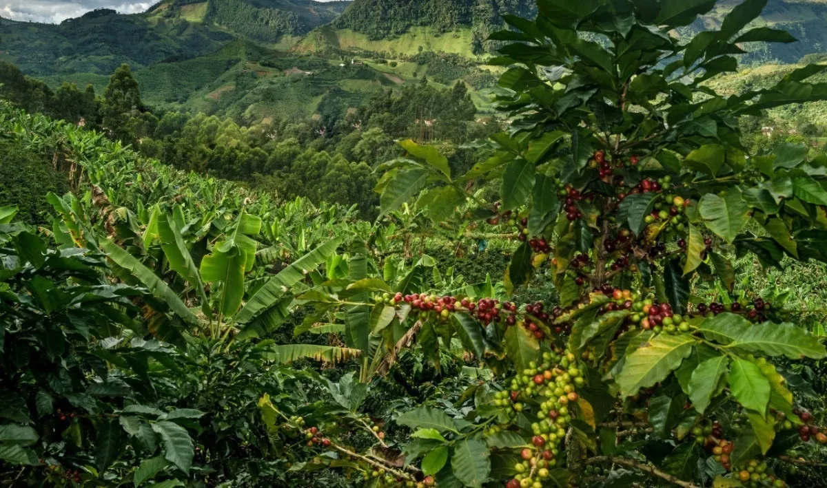 Exportaciones de café salvadoreño crecen 25 % en enero 2026 - Comercio & Negocios